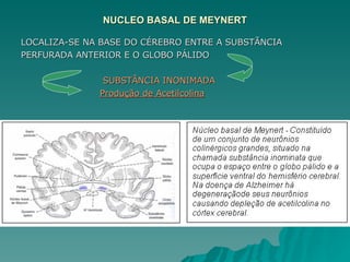 NUCLEO BASAL DE MEYNERT LOCALIZA-SE NA BASE DO CÉREBRO ENTRE A SUBSTÃNCIA PERFURADA ANTERIOR E O GLOBO PÁLIDO  SUBSTÂNCIA INONIMADA Produção de Acetilcolina   