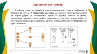 Reprodução dos Animais
Os animais podem se reproduzir tanto assexuadamente como sexuadamente, a
depender da espécie. A reprodução assexuada dos animais ocorre principalmente
em alguns grupos de invertebrados, apesar de algumas espécies de peixes,
salamandras, lagartos e aves também apresentarem esse tipo de reprodução. A
reprodução assexuada pode ocorrer de diversas formas, entre elas por Fragmentação
e por Brotamento.
Figura 1: Disponível em: <https://brasilescola.uol.com.br/biologia/assexuada.htm>. Acesso em: 12 jun. 2022. Figura 2: Fonte: Casa das Ciências - Ivy Livingstone. Acesso em 16 jun.
2021.
 