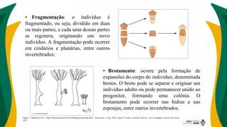 • Fragmentação: o indivíduo é
fragmentado, ou seja, dividido em duas
ou mais partes, e cada uma dessas partes
se regenera, originando um novo
indivíduo. A fragmentação pode ocorrer
em cnidários e planárias, entre outros
invertebrados;
• Brotamento: ocorre pela formação de
expansões do corpo do indivíduo, denominada
brotos. O broto pode se separar e originar um
indivíduo adulto ou pode permanecer unido ao
progenitor, formando uma colônia. O
brotamento pode ocorrer nas hidras e nas
esponjas, entre outros invertebrados.
Figura 1: Disponível em: <https://brasilescola.uol.com.br/biologia/assexuada.htm>. Acesso em: 12 jun. 2022. Figura 2: Fonte: Casa das Ciências - Ivy Livingstone. Acesso em 16 jun.
2021.
 