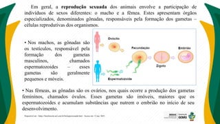 Em geral, a reprodução sexuada dos animais envolve a participação de
indivíduos de sexos diferentes: o macho e a fêmea. Estes apresentam órgãos
especializados, denominados gônadas, responsáveis pela formação dos gametas –
células reprodutivas dos organismos.
• Nos machos, as gônadas são
os testículos, responsável pela
formação dos gametas
masculinos, chamados
espermatozoides – esses
gametas são geralmente
pequenos e móveis.
Disponível em: <https://brasilescola.uol.com.br/biologia/sexuada.htm>. Acesso em: 12 jun. 2022.
• Nas fêmeas, as gônadas são os ovários, nos quais ocorre a produção dos gametas
femininos, chamados óvulos. Esses gametas são imóveis, maiores que os
espermatozoides e acumulam substâncias que nutrem o embrião no início de seu
desenvolvimento.
 