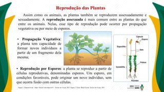 Reprodução das Plantas
Assim como os animais, as plantas também se reproduzem assexuadamente e
sexuadamente. A reprodução assexuada é mais comum entre as plantas do que
entre os animais. Nelas, esse tipo de reprodução pode ocorrer por propagação
vegetativa ou por meio de esporos.
• Propagação Vegetativa:
a planta tem capacidade de
formar novos indivíduos a
partir de um fragmento dela
mesma;
Figura 1: Disponível em: <https://tinyurl.com/ympcxrw3>. Acesso em 16 jun. 2021. Figura 2: Fonte: Brasil Escola. Acesso em 16 jun. 2021.
• Reprodução por Esporos: a planta se reproduz a partir de
células reprodutivas, denominadas esporos. Um esporo, em
condições favoráveis, pode originar um novo indivíduo, sem
que ocorra fusão com outras células.
 