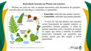 Reprodução Sexuada nas Plantas sem sementes
• Esporófito: indivíduo que produz esporos;
• Gametófito: indivíduo que produz gametas.
O ciclo de vida das plantas sem sementes
ocorre basicamente da seguinte maneira: os
gametófitos formam gametas. A união do
gameta masculino com o feminino dá origem
ao zigoto, que forma o embrião. O embrião
desenvolve formando um esporófito que
produz esporo que dão origem a novos
gametófitos.
Disponível em: <https://escolakids.uol.com.br/ciencias/pteridofitas.htm>. Acesso em: 12 jun. 2022.
Durante seu ciclo de vida, as plantas apresentam uma alternância de gerações,
com dois tipos de indivíduos: o esporófito e o gametófito.
 
