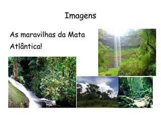 Imagens As maravilhas da Mata Atlântica!  