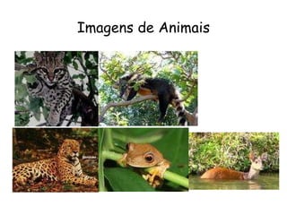 Imagens de Animais 