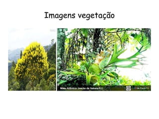 Imagens vegetação 