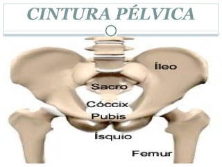 CINTURA PÉLVICA 