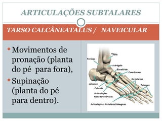 TARSO CALCÂNEATALUS /  NAVEICULAR Movimentos de pronação (planta do pé  para fora), Supinação (planta do pé para dentro). ARTICULAÇÕES SUBTALARES 