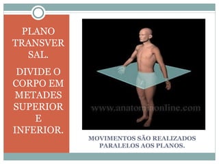 MOVIMENTOS SÃO REALIZADOS PARALELOS AOS PLANOS. PLANO TRANSVERSAL. DIVIDE O CORPO EM METADES SUPERIOR E INFERIOR. 