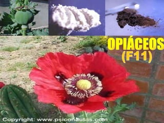 OPIÁCEOS (F11) 