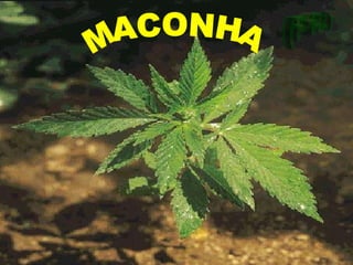 MACONHA (F12) 