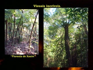 Visuais incríveis . “ Floresta de Xaxim” 