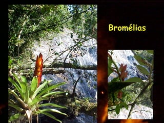 Bromélias 