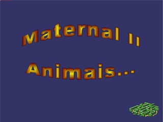 Maternal II Animais... 