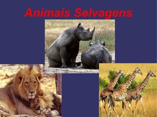 Animais Selvagens 