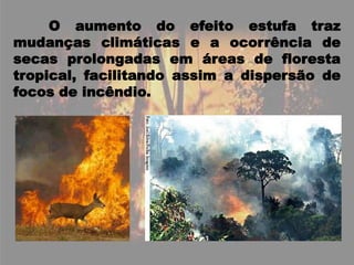 	O aumento do efeito estufa traz mudanças climáticas e a ocorrência de secas prolongadas em áreas de floresta tropical, facilitando assim a dispersão de focos de incêndio.