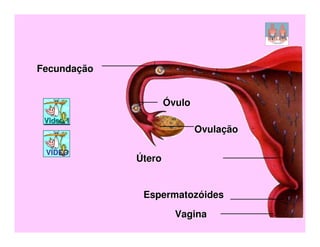 Fecundação


                     Óvulo
 Video 1
                             Ovulação

 VÍDEO
             Útero


              Espermatozóides
                       Vagina
 