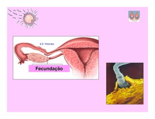 Fecundação
 