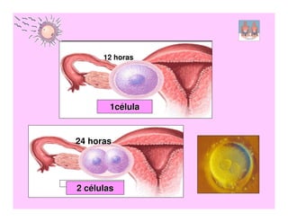 12 horas




        1célula


24 horas




2 células
 