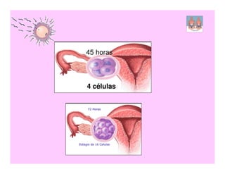 45 horas



4 células
 