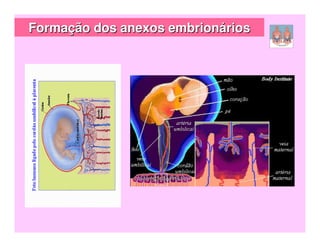 Formação dos anexos embrionários
 