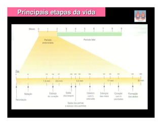 Principais etapas da vida
 