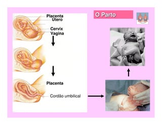 Placenta            O Parto
   Útero
 Cordão umbilical
  Cervix
  Vagina




Placenta


 Cordão umbilical
 