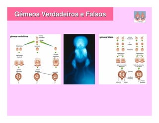 Gémeos Verdadeiros e Falsos
 
