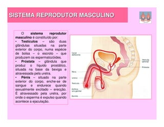 SISTEMA REPRODUTOR MASCULINO

     O     sistema      reprodutor
 masculino é constituído por:
 • Testículos – são duas
 glândulas situadas na parte
 exterior do corpo, numa espécie
 de bolsa – o escroto – que
 produzem os espermatozóides.
 • Próstata – glândula que
 produz o líquido prostático,
 situada na base da bexiga e
 atravessada pela uretra.
 • Pénis – situado na parte
 exterior do corpo, enche-se de
 sangue e endurece quando
 sexualmente excitado – erecção.
 É atravessado pela uretra, por
 onde o esperma é expulso quando
 acontece a ejaculação.
 