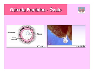 Gâmeta Feminino - Óvulo
 