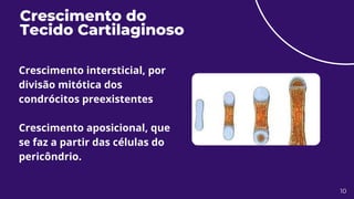 Crescimento do
Tecido Cartilaginoso
10
Crescimento intersticial, por
divisão mitótica dos
condrócitos preexistentes
Crescimento aposicional, que
se faz a partir das células do
pericôndrio.
 