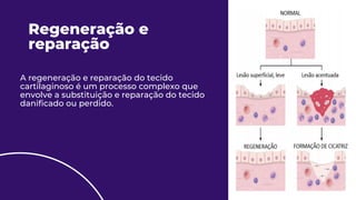 Regeneração e
reparação
A regeneração e reparação do tecido
cartilaginoso é um processo complexo que
envolve a substituição e reparação do tecido
danificado ou perdido.
13
 