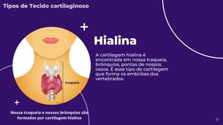 Hialina
A cartilagem hialina é
encontrada em nossa traqueia,
brônquios, pontas de nossos
ossos. É esse tipo de cartilagem
que forma os embriões dos
vertebrados.
7
Tipos de Tecido cartilaginoso
Nossa traqueia e nossos brônquios são
formados por cartilagem hialina
 