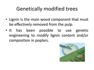 Genetically modified trees
• Lignin is the main wood component that must
be effectively removed from the pulp.
• It has been possible to use genetic
engineering to modify lignin content and/or
composition in poplars.

 