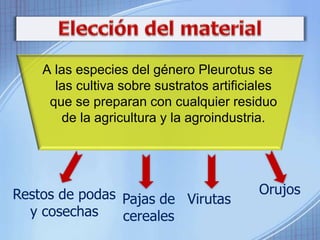 A las especies del género Pleurotus se 
las cultiva sobre sustratos artificiales 
que se preparan con cualquier residuo 
de la agricultura y la agroindustria. 
Restos de podas 
y cosechas 
Pajas de 
cereales 
Virutas 
Orujos 
 