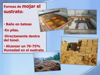 Formas de mojar el 
sustrato: 
• Baño en bateas 
•En pilas. 
•Directamente dentro 
del túnel. 
• Alcanzar un 70-75% 
Humedad en el sustrato 
 
