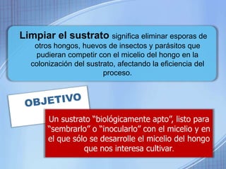 Limpiar el sustrato significa eliminar esporas de 
otros hongos, huevos de insectos y parásitos que 
pudieran competir con el micelio del hongo en la 
colonización del sustrato, afectando la eficiencia del 
proceso. 
Un sustrato “biológicamente apto”, listo para 
“sembrarlo” o “inocularlo” con el micelio y en 
el que sólo se desarrolle el micelio del hongo 
que nos interesa cultivar. 
 
