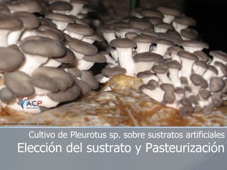 Cultivo de Pleurotus sp. sobre sustratos artificiales
Elección del sustrato y Pasteurización
 