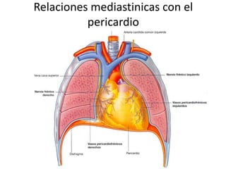 Relaciones mediastinicas con el
pericardio

 