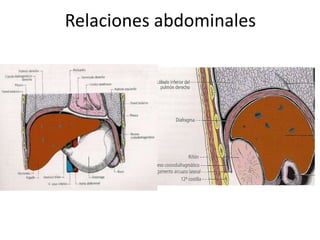 Relaciones abdominales

 