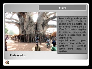 FloraÁrvore de grande porte cujo tronco chega a atingir um diâmetro de 8m e uma altura de 6 a 15m.Em certas regiões do país, o tronco desta árvore é escavado por carpinteiros especializados para servir como cisterna; também é referida como cura para a malária.Embondeiro