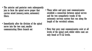 Neuroanatomy of Peripheral nervous system.pptx