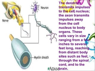 The dendrites transmits impulses to the cell nucleus; the axon transmits impulses away from the cell nucleus to body organs. These cells vary in size ranging from a few inches to several feet long, reaching from distant body sites such as feet, through the spinal cord, and to the brain.  