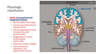 Physiologic
classification
• Spastic:(increased tone and
exaggerated reflexes)
• MC form (80% of the cases)
• Injury to pyramidal tracts of
immature brain.
• Velocity dependant increase
in muscle tone with
passive stretch.
• Exaggeration of normal
muscle passive
stretch reflex.
• Deposition of type I collagen.
• Joint contractures,
subluxation, and
degeneration common.
 