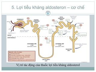 5. Lợi tiểu kháng aldosteron – cơ chế
Vị trí tác động của thuốc lợi tiểu kháng aldosterol
 
