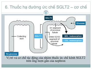 6. Thuốc hạ đường ức chế SGLT2 – cơ chế
Vị trí và cơ chế tác động của nhóm thuốc ức chế kênh SGLT2
trên ống lượ...