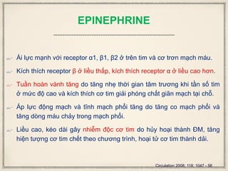 EPINEPHRINE
 Ái lực mạnh với receptor α1, β1, β2 ở trên tim và cơ trơn mạch máu.
 Kích thích receptor β ở liều thấp, kích thích receptor α ở liều cao hơn.
 Tuần hoàn vành tăng do tăng nhẹ thời gian tâm trương khi tần số tim
ở mức độ cao và kích thích cơ tim giải phóng chất giãn mạch tại chỗ.
 Áp lực động mạch và tĩnh mạch phổi tăng do tăng co mạch phổi và
tăng dòng máu chảy trong mạch phổi.
 Liều cao, kéo dài gây nhiễm độc cơ tim do hủy hoại thành ĐM, tăng
hiện tượng cơ tim chết theo chương trình, hoại tử cơ tim thành dải.
Circulation 2008; 118: 1047 - 56
 