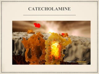 CATECHOLAMINE
 