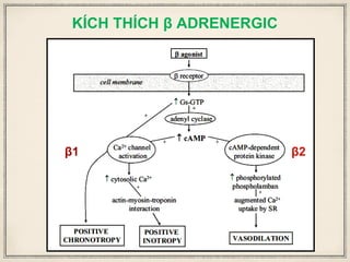 KÍCH THÍCH β ADRENERGIC
β1 β2
 