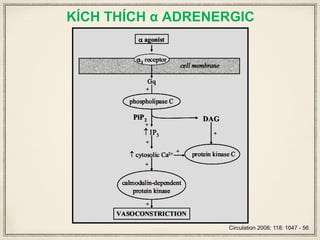 KÍCH THÍCH α ADRENERGIC
Circulation 2008; 118: 1047 - 56
 