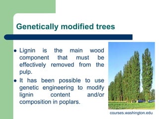 Genetically modified trees
? Lignin is the main wood
component that must be
effectively removed from the
pulp.
? It has been possible to use
genetic engineering to modify
lignin content and/or
composition in poplars.
courses.washington.edu
 